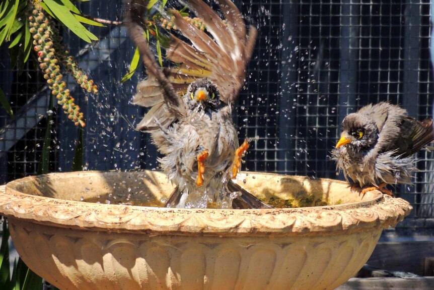 Noisy Miners take a bath