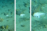 A composite photo zooming in on a small, white fish with hands.