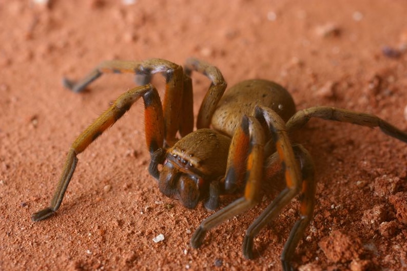 Large brown spider with red markings on legs any many prominent eyes sitting on red dirt.