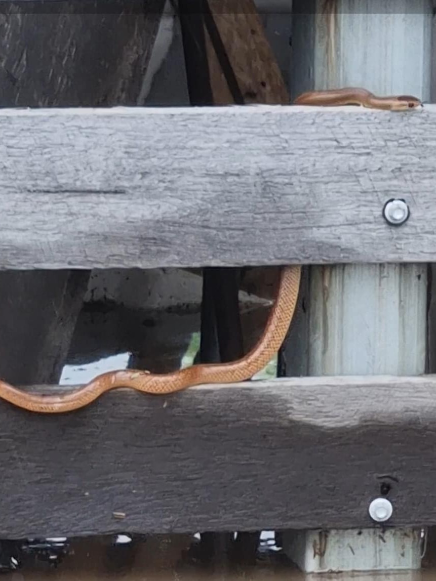 A snake climbs a fence
