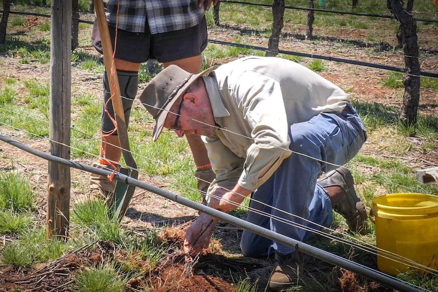 A man crouches down tending to grape vines.