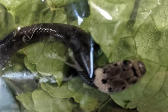 A snake inside a bag of lettuce.