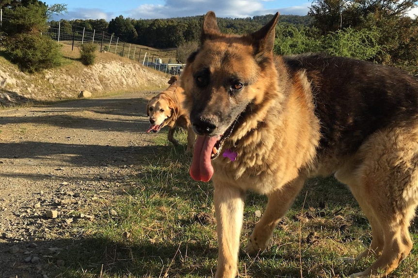 Rescued German shepherd at Brightside Sanctuary