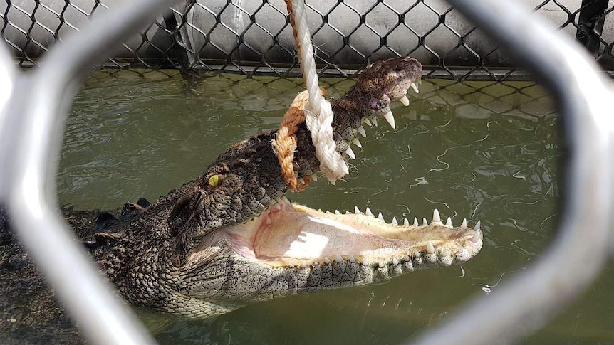 A 2.6 metre saltwater crocodile caught in a trap with a rope around its upper jaw off Four Mile Beach in Port Douglas