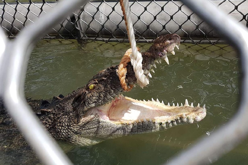 A 2.6 metre saltwater crocodile caught in a trap with a rope around its upper jaw off Four Mile Beach in Port Douglas