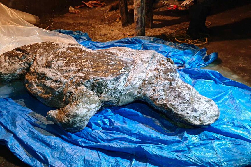 A preserved carcass is seen laying on a blue tarp.