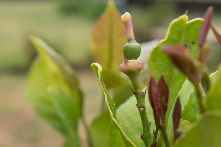 A small bud on a lemon tree.