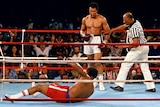 A muscular man wearing white shorts and black gloves stands over his downed opponent in a boxing ring as a referee moves in.
