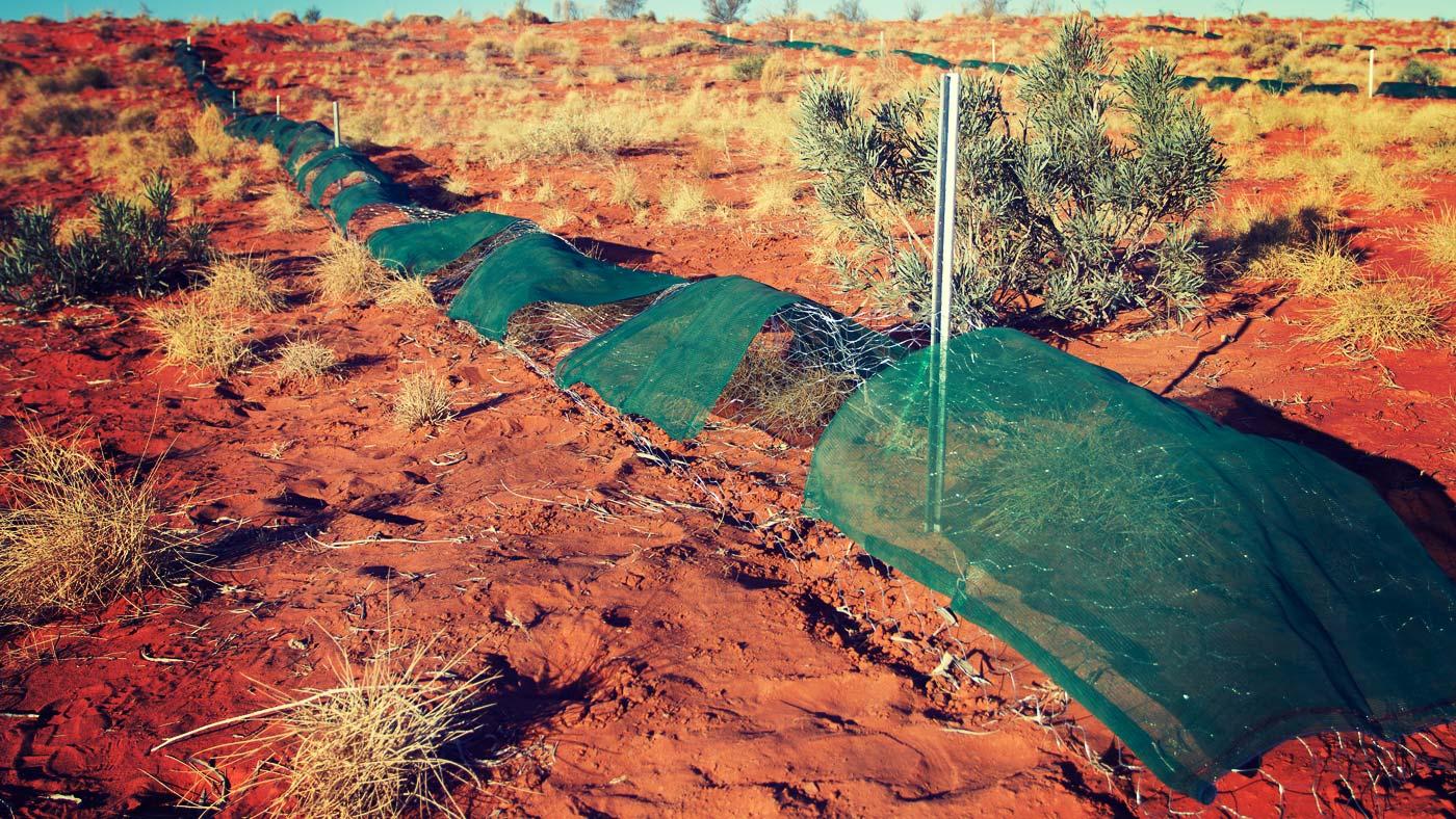 Protecting Desert Animals - Behind The News