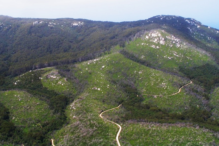 Patches of forest at Wilsons Promontory