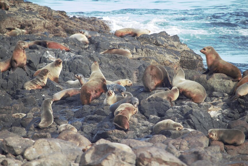 Seals lying on rocks, rough, choppy blue water nearby.