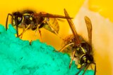 Two wasps crawl over a green crystalline substrate