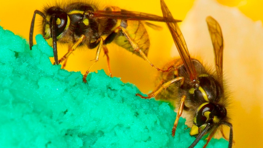 Two wasps crawl over a green crystalline substrate