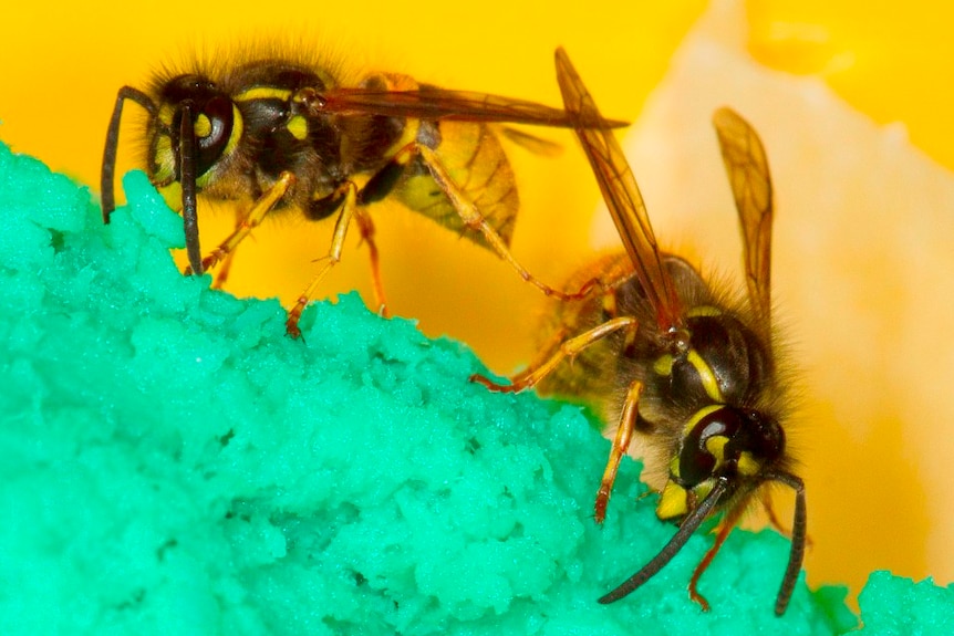 A pair of wasps crawling over some colourful material.