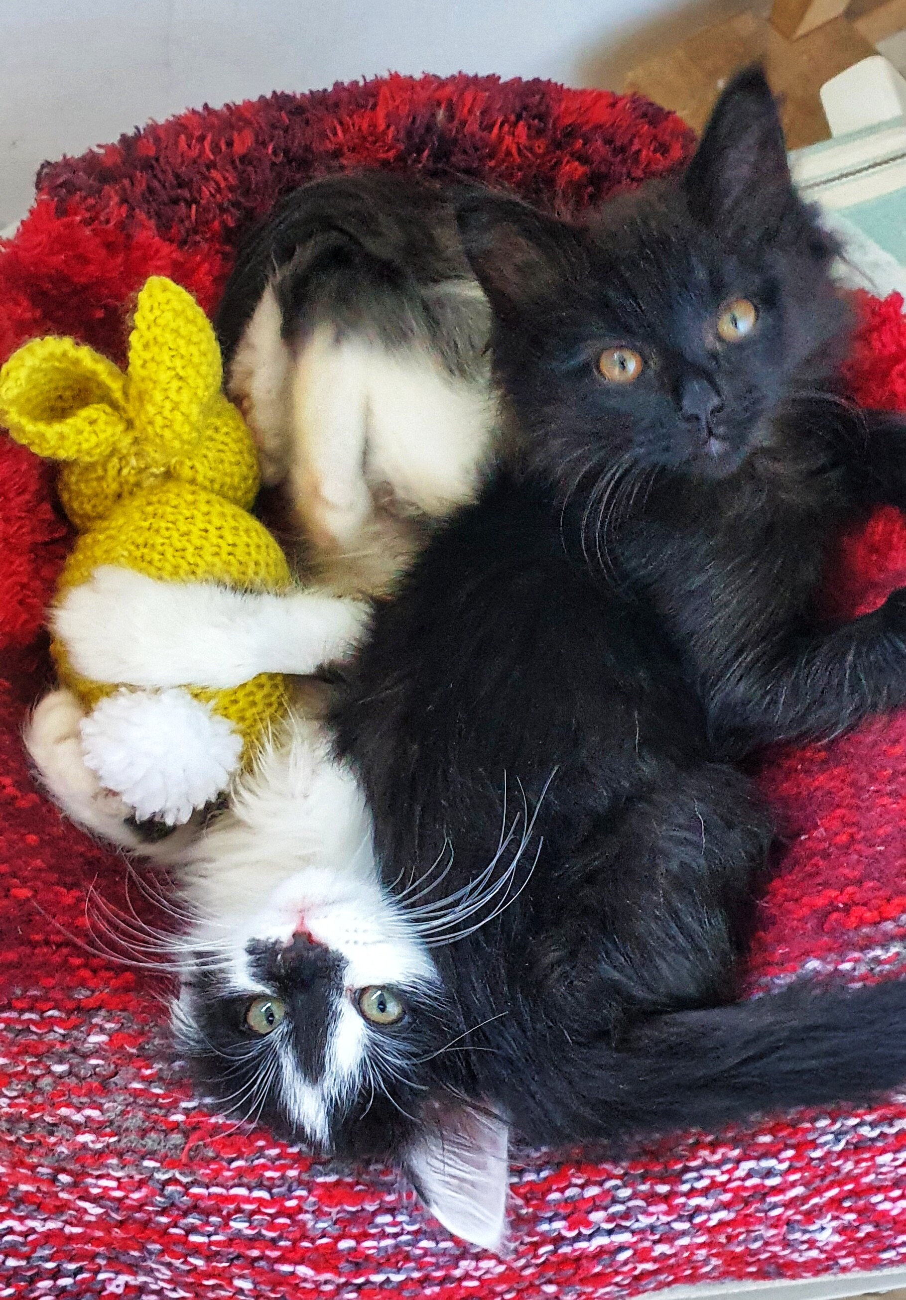 A white kitten with black spots snuggles in a pet bed with a black kitten. Each kitten has its head at the other's feet.