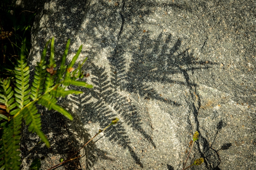 Ferns near rocks