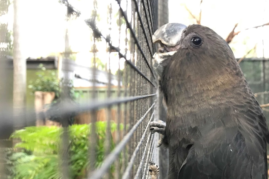 A black cockatoo chews on its cage in a wildlife sanctuary.