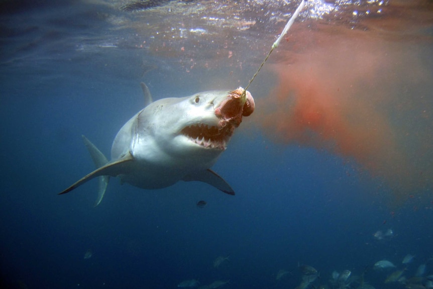 A great white shark feeds in the ocean at Port Lincoln.