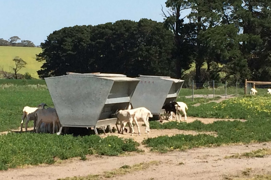 Goats on a goat dairy farm