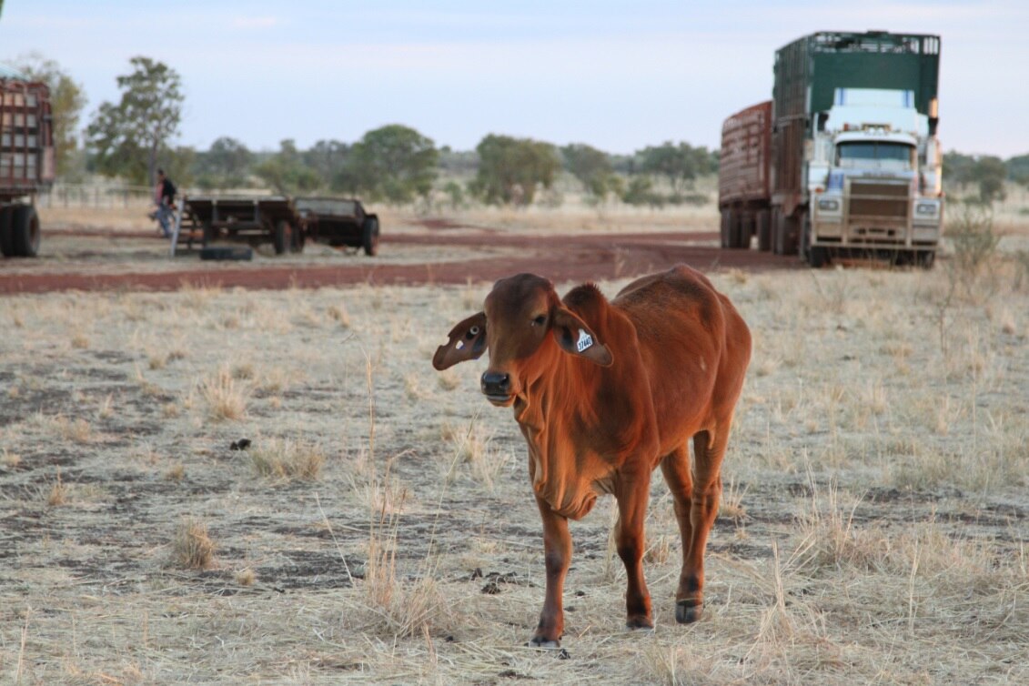 Live cattle Northern Territory stations changing hands as fallout from