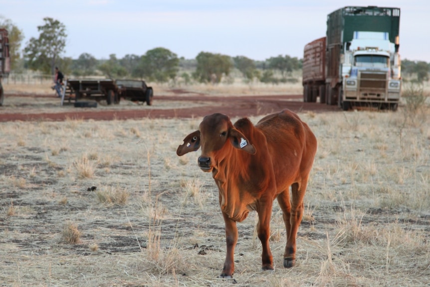 Live export ban