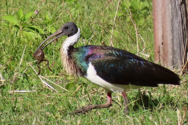 An ibis walks through long grass with cane toad in mouth. 