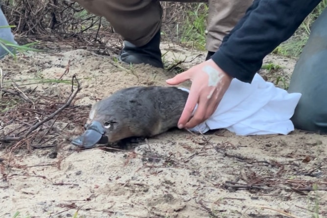 Platypus leaves hand of wildlife worker on sandy riverbank
