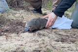 Platypus leaves hand of wildlife worker on sandy riverbank.