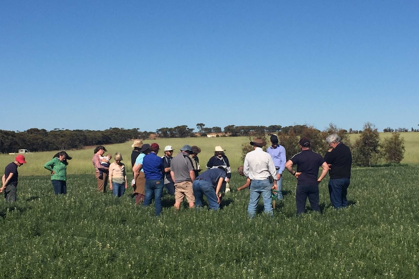 A group of people stand in a greed field, looking at crops