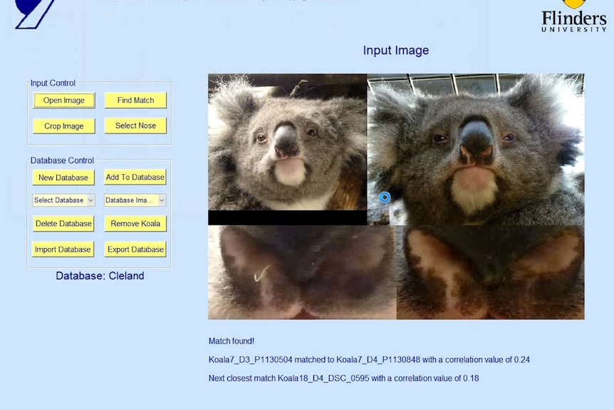 A computer program zooms in on the faces of two koalas