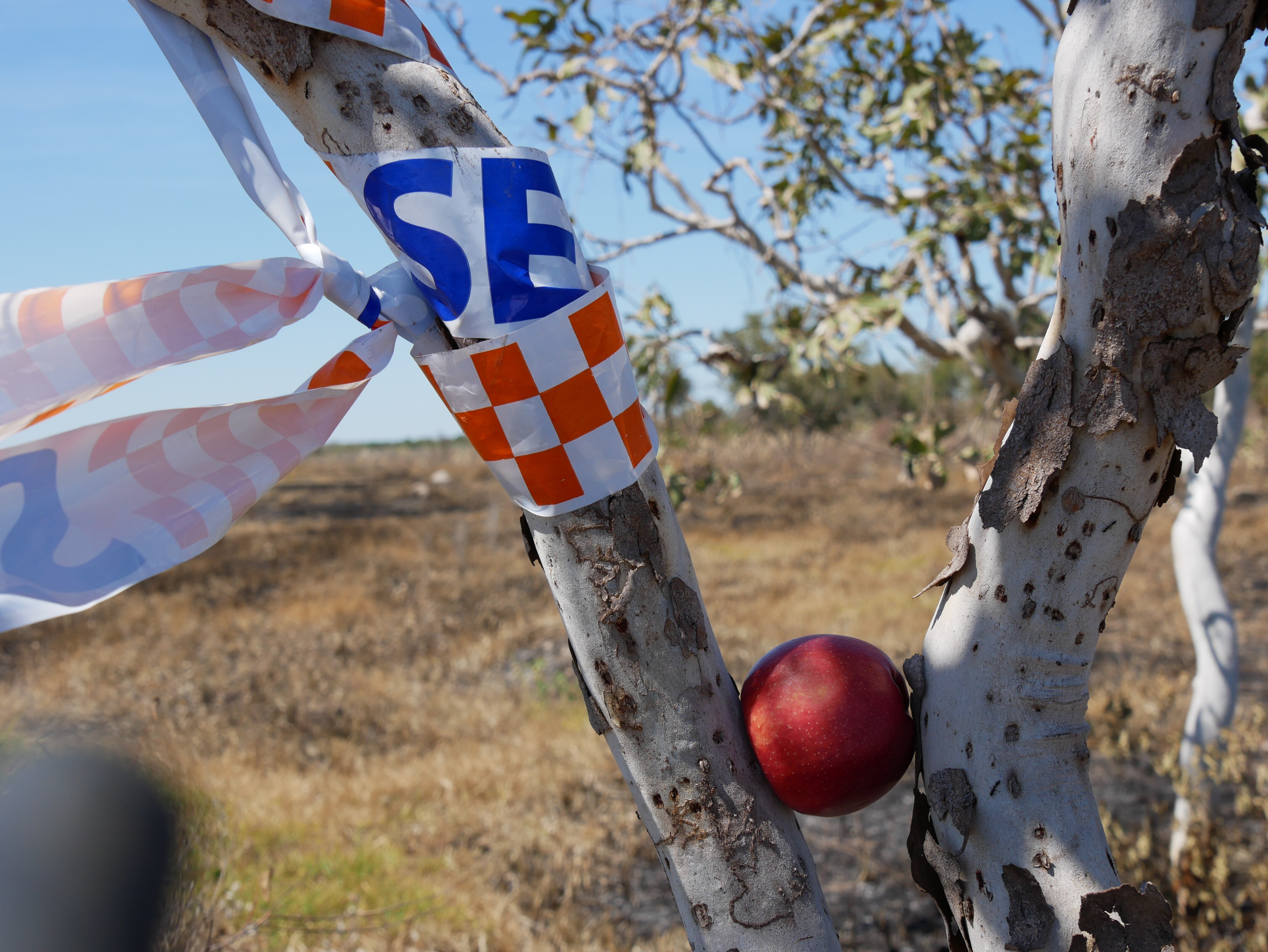 A red apple in sitting on a tree branch with ses tape tied to it