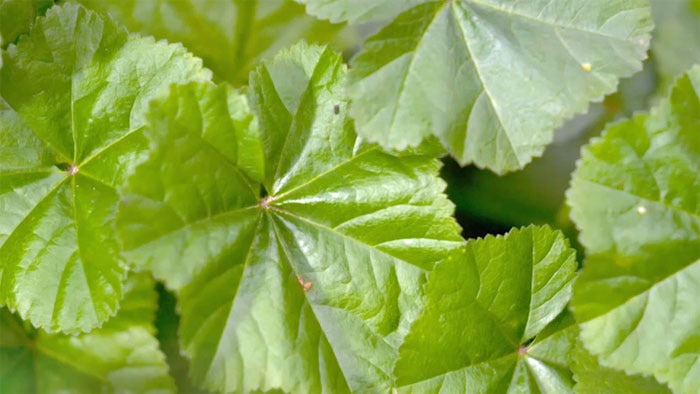 Weeds - Mallow Image