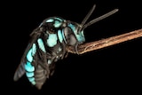 A macro images of a blue-banded bee.