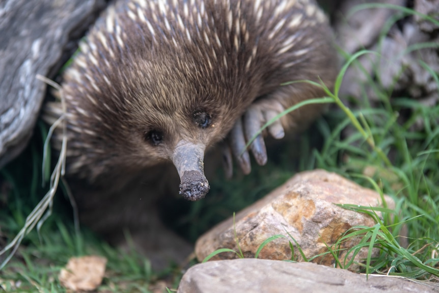 A close-up of an echidna face-on from ground level in the bush