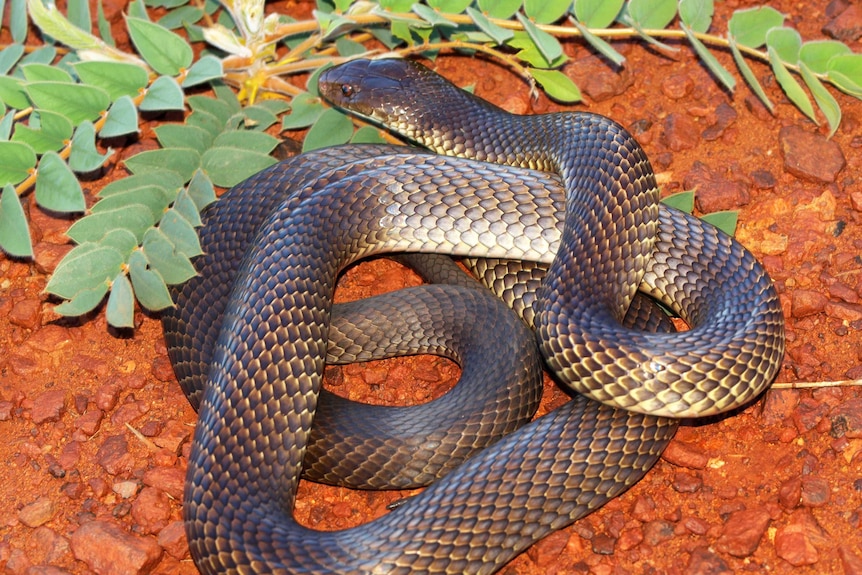 A photo taken by Brian Bush of the coiled mulga snake that bit him