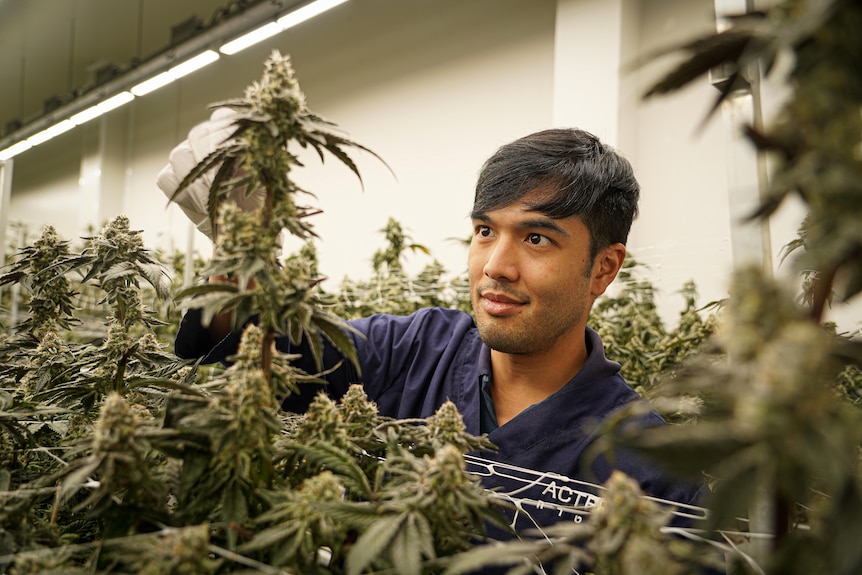 A man wearing blue medical scrubs uses a tool to pick a flower from a cannabis plant inside a lab