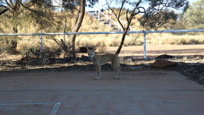 Bones the dingo at Giles Weather Station