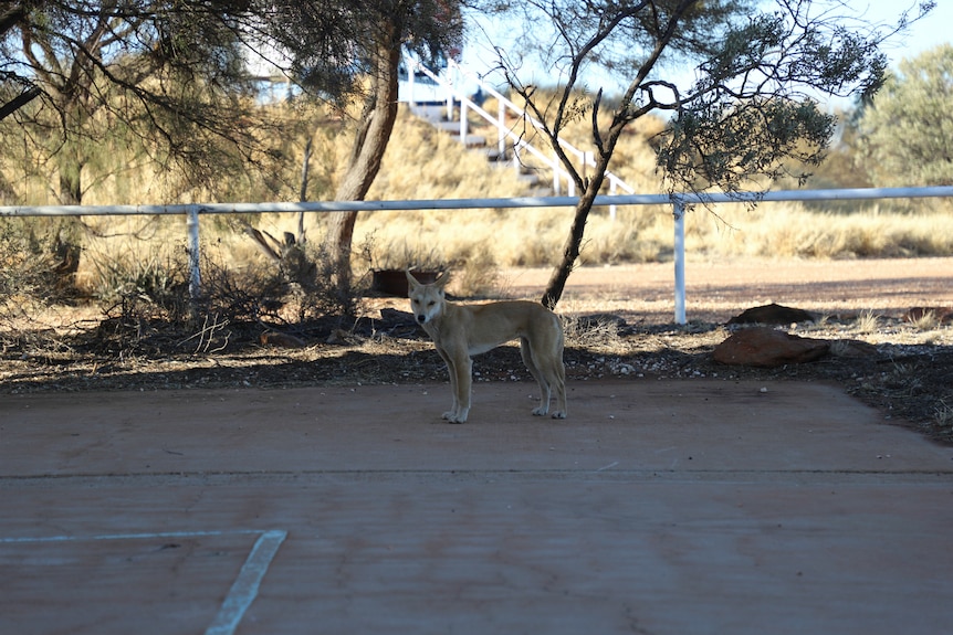 Bones the dingo at Giles Weather Station