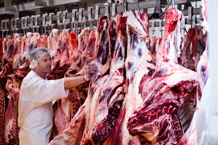 A meat worker at the Northern Co-operative Meat Company pushes back a row of carcasses. 