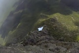 A base jumper in a white wing suit flies down Bluff Knoll in WA's Stirling Ranges