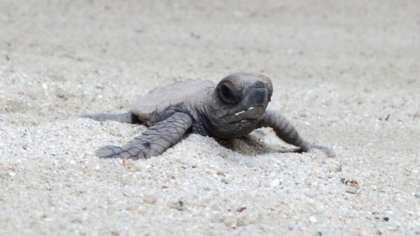 A turtle hatchling on Lissenung Island.