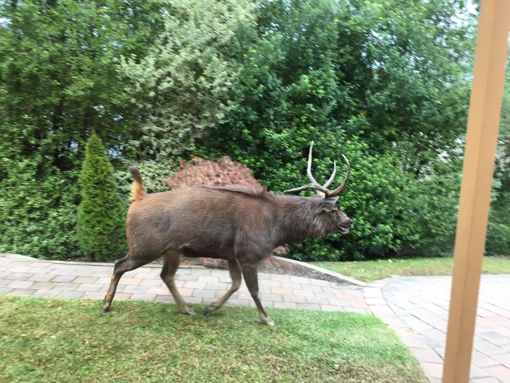 Large deer walks along a path in a suburban backyard