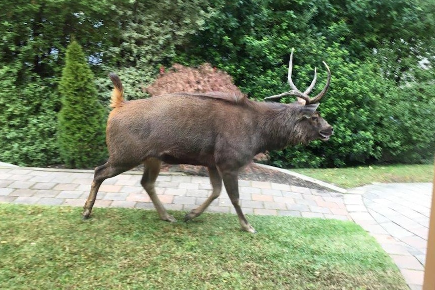 Large deer walks along a path in a suburban backyard