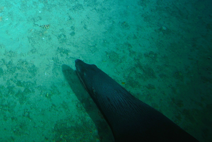 Underwater image of a fur seal looking at a hermit crab.