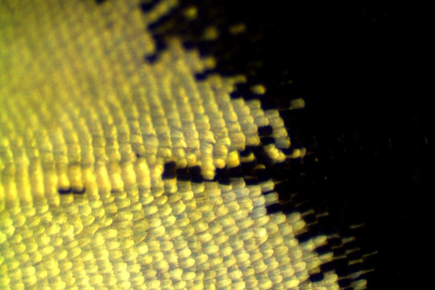 A close-up of a Heliconius butterfly wing.