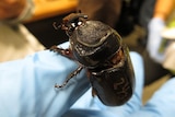 A coconut rhinoceros beetle with a number on its back perches on a blue-gloved finger.