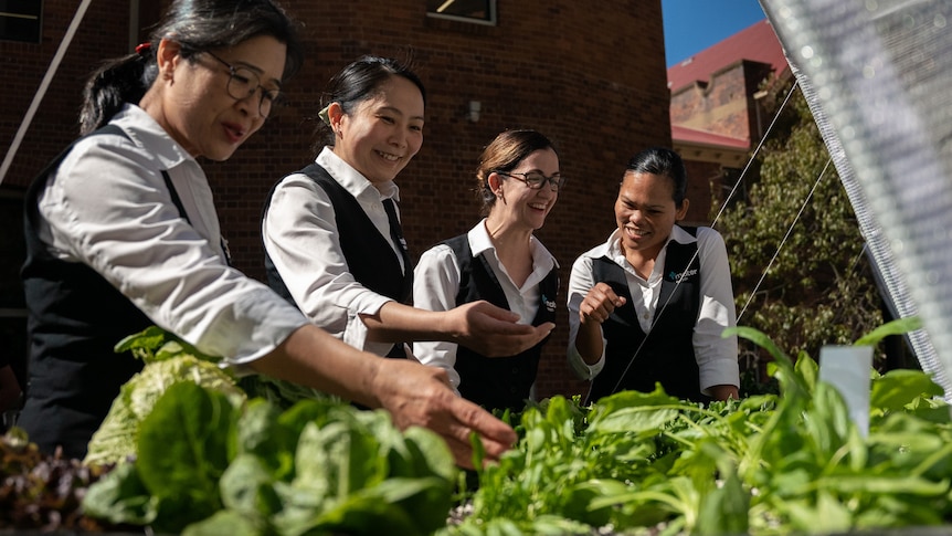 Hospital staff looking at lettuce in a garden pod.