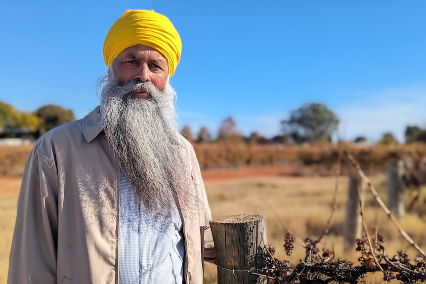 A man wearing a yellow turban stands next to a red wine grapevine.