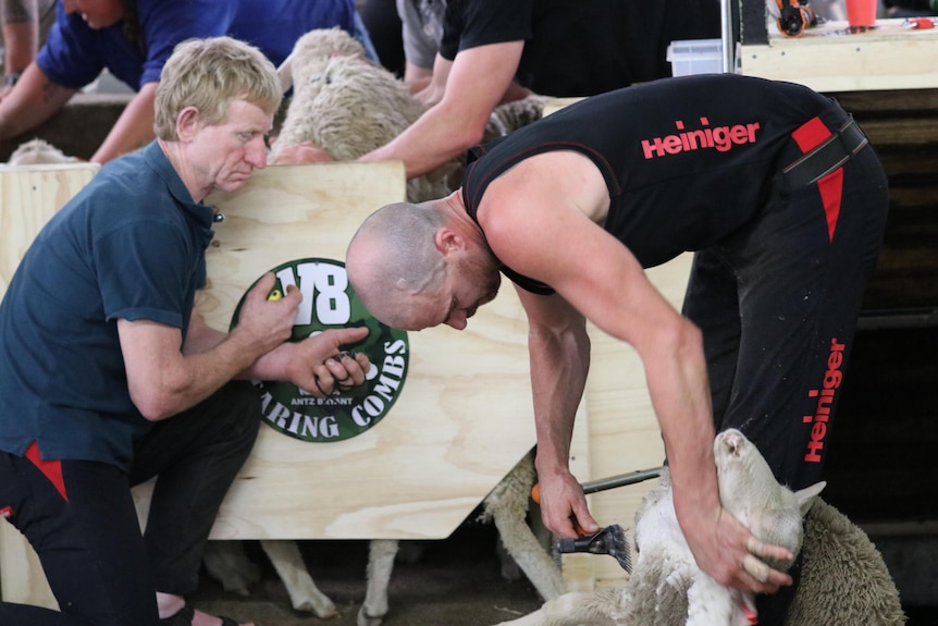 A man with a stopwatch kneels next to a man shearing a sheep