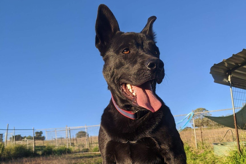 A black dog standing on the edge of a trampoline looking happy.